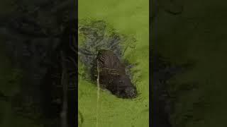 Otter Swims Towards Camera #shorts