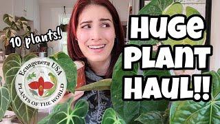 BIG ANTHURIUM HAUL!!  10 PLANTS from Ecuagenera!! ️ plant mail unboxing