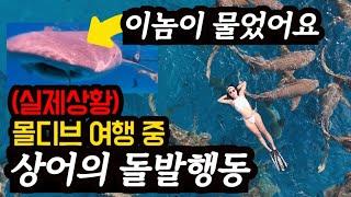 몰디브 샤크투어 중 다급했던 순간몰디브 마푸시섬 샤크투어 정보️