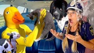 Police and Rubber Ducky SURPRISE Puppy with Giant Cow in Car Ride Chase!