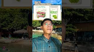 Cỏ lúa mì non Wheat Grass Thải độc cơ thể toàn diện Chống oxy hoá Tế bào #colúamì #thảidộc #detox