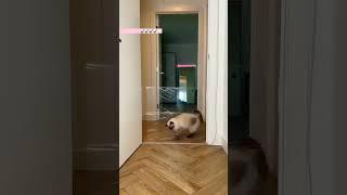 Cat vs invisible wall