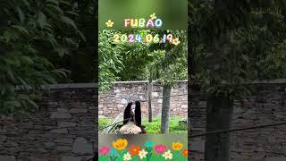 FUBAO2024.06.19 #fubao #panda #cute #pets #animals #funny #news #zoo #cutepanda #roblox