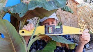 Planting Out Huge Banana Trees on My Off Grid Central Portugal Homestead