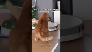 Help why my Orange cat like this  #cat #orangecat #gingercat #ginger #catvideos #compilation #neko