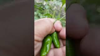 My homegrown vegetables #viral #shorts #satisfying #vegetables