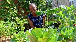 Tour Of A Small Backyard Garden with High Vegetable Yields.@loyceakwii1492