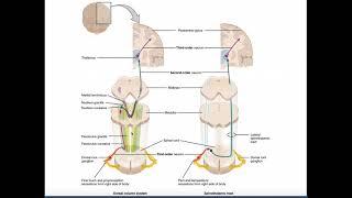 The DCML Pathway EXPLAINED! | Dorsal Columns/Medial Lemniscus