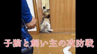 子猫と 飼い主の 攻防戦