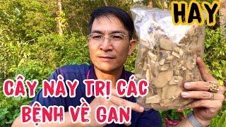 Cây này trị các bệnh về Gan rất tốt. PHAN HẢI Channel