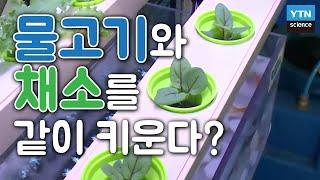 이게 수족관이냐, 화분이냐? 물고기로 채소를 키우는 ‘아쿠아포닉스’ / YTN 사이언스