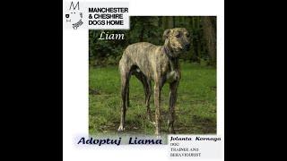 Zaadoptuj Liama z Manchester Dogs Home