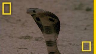 Cobra vs. Mongoose | National Geographic