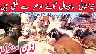 Cholistani Sahiwal Cow Mandi | Today Luddan Cow Mandi Video || Mandi Star