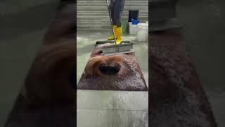 A Carpet Cleaning Of My Dog Maku #shorts #tempoapp #tiktok  #makuthedog