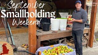 Life on a UK Smallholding | September's Harvests, Pigs and Campfires