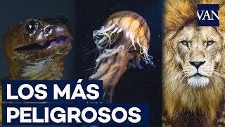 Los 10 animales más PELIGROSOS del mundo