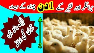 Broiler and Layer 1 Day Chick Rate Update || High Broiler Rates in Market || Farming Protocol