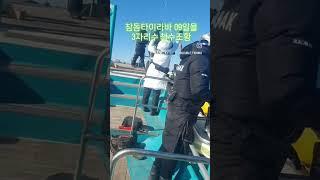 진해더블피싱 참돔타이라바 09일욜  #진해더블피싱 #참돔타이라바