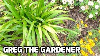 Wandering Iris Plant Review & Propagation (Neomarica Gracilis) - Greg The Gardener