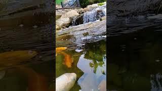 Amazing Koi Pond 