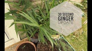 The Frugal Garden: 30 Sec Ginger Update | #ginger #growyourownfood #containergardening