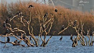 Exploring Dungeness Nature Reserve: A Birdwatcher's Paradise | Rare Species & Stunning Landscapes