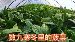 冬天种植菠菜的方法