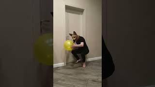 Best funny videos by Senya, Tanya and Misha 106 - Dogs play balloon #Shorts