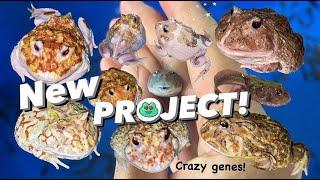 INSANE MUTANT Pacman Frogs !!! ~ New Breeding Projects & more.