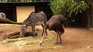 Rob on the Road: Sacramento Zoo - KVIE