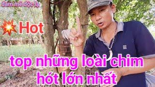 Top Những Loài Chim Hót Lớn Nhất | đam mê độc lạ