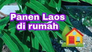 KEBUNCILIK - Panen laos hasil menanam di rumah