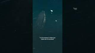 Humpbacks vs. Orcas