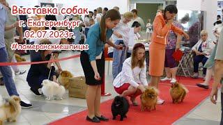 Выставка собак, #померанскийщпиц, г. Екатеринбург, 02.07.2023г.