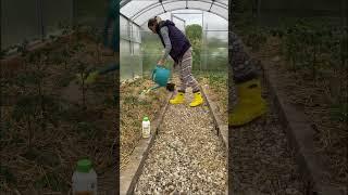 Мульчируем и обеззараживаем грядки