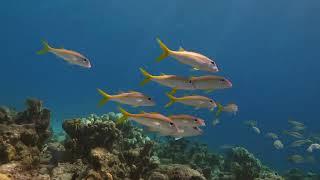 The Best Snorkel Boat Trip of Bonaire | Dive Friends Bonaire