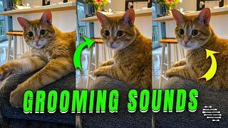 Owner Makes Licking Sounds to Mimic Cat's Grooming