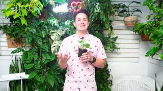 Philodendron White Wizard Care