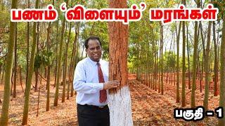 Tree Farming : பணம் 'விளையும்' மரங்கள்  பகுதி - 1 | Pasumai Vikatan