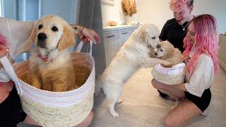 Surprising Our Golden Retriever With A Puppy!! *Super Emotional*