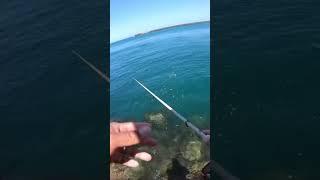 Easy way to catch mulloway/jewfish on lure #fishingaustralia #fishinglure #fishingtips