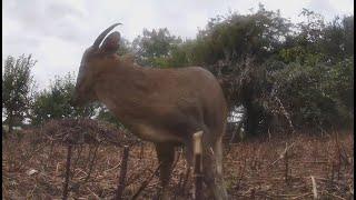 Wildlife watch at Thrive Reading