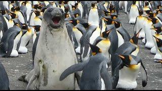 King Penguins wacking an Elephant Seal