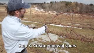 Four Arm Kniffin System for Growing Grapes