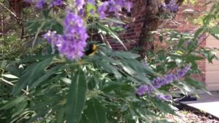 Endangered Bumble bee found!!