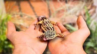  I BUILT A BIOACTIVE VIVARIUM FOR MY LEOPARD GECKO | TERRAQUAMAN