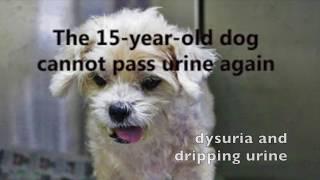 Final Video: A 15-year-old Shih Tzu cannot pee again - urethral obstruction