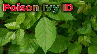 Poison Ivy ID