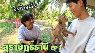 เราจะไปสนิทกับลิงครับ.. | สุราษฎร์ธานี